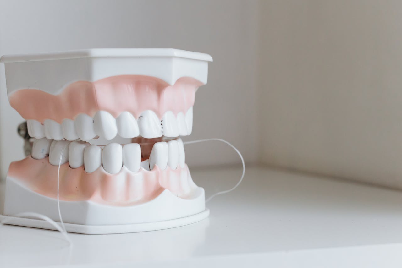 A dental model demonstrating the use of dental floss between teeth